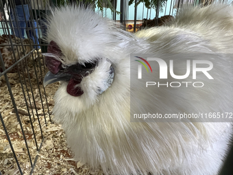 Various prize-winning poultry birds are displayed during the poultry bird competition at the 180th annual Markham Fall Fair in Markham, Onta...