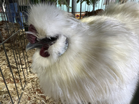 Various prize-winning poultry birds are displayed during the poultry bird competition at the 180th annual Markham Fall Fair in Markham, Onta...