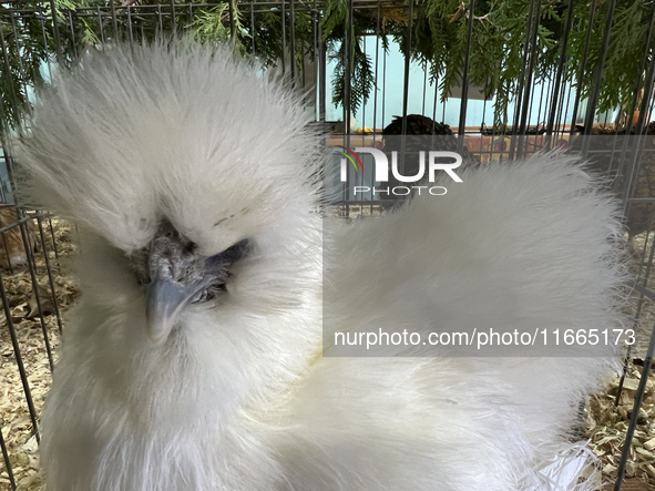 Various prize-winning poultry birds are displayed during the poultry bird competition at the 180th annual Markham Fall Fair in Markham, Onta...