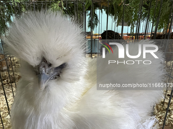 Various prize-winning poultry birds are displayed during the poultry bird competition at the 180th annual Markham Fall Fair in Markham, Onta...