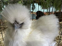 Various prize-winning poultry birds are displayed during the poultry bird competition at the 180th annual Markham Fall Fair in Markham, Onta...