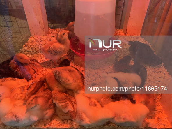 Chicks are displayed during the poultry bird competition at the 180th annual Markham Fall Fair in Markham, Ontario, Canada, on October 5, 20...