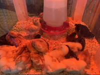 Chicks are displayed during the poultry bird competition at the 180th annual Markham Fall Fair in Markham, Ontario, Canada, on October 5, 20...