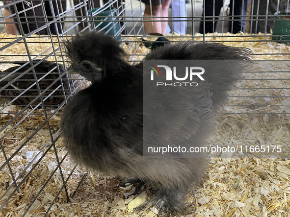 Various prize-winning poultry birds are displayed during the poultry bird competition at the 180th annual Markham Fall Fair in Markham, Onta...