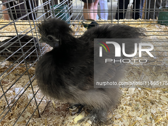 Various prize-winning poultry birds are displayed during the poultry bird competition at the 180th annual Markham Fall Fair in Markham, Onta...