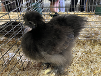 Various prize-winning poultry birds are displayed during the poultry bird competition at the 180th annual Markham Fall Fair in Markham, Onta...