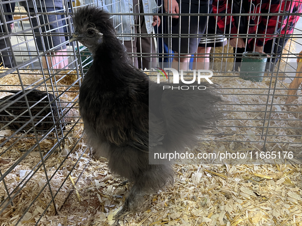 Various prize-winning poultry birds are displayed during the poultry bird competition at the 180th annual Markham Fall Fair in Markham, Onta...