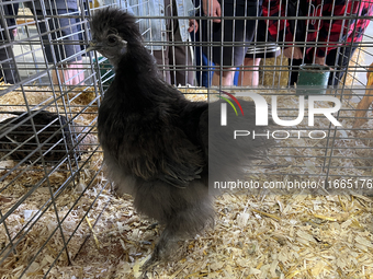 Various prize-winning poultry birds are displayed during the poultry bird competition at the 180th annual Markham Fall Fair in Markham, Onta...