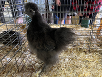 Various prize-winning poultry birds are displayed during the poultry bird competition at the 180th annual Markham Fall Fair in Markham, Onta...