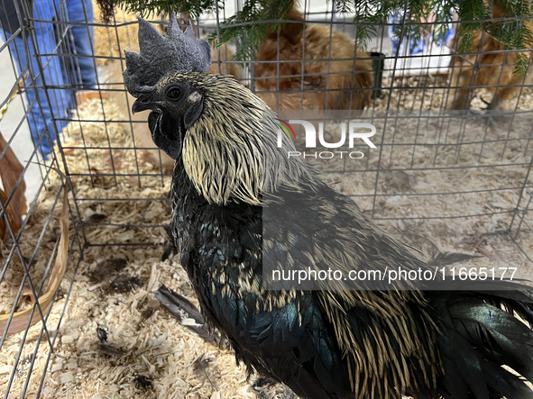 A rooster is displayed during the poultry bird competition at the 180th annual Markham Fall Fair in Markham, Ontario, Canada, on October 5,...