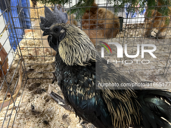 A rooster is displayed during the poultry bird competition at the 180th annual Markham Fall Fair in Markham, Ontario, Canada, on October 5,...