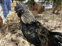 A rooster is displayed during the poultry bird competition at the 180th annual Markham Fall Fair in Markham, Ontario, Canada, on October 5,...