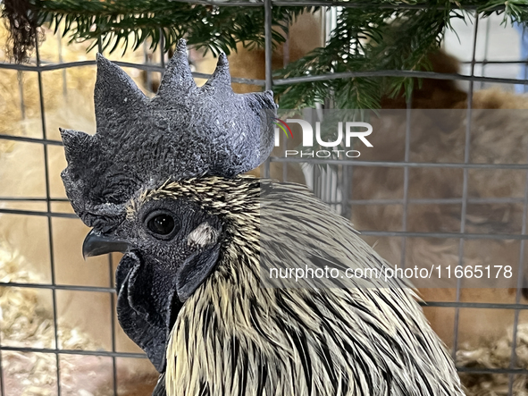 A rooster is displayed during the poultry bird competition at the 180th annual Markham Fall Fair in Markham, Ontario, Canada, on October 5,...