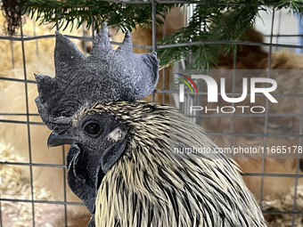 A rooster is displayed during the poultry bird competition at the 180th annual Markham Fall Fair in Markham, Ontario, Canada, on October 5,...