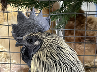 A rooster is displayed during the poultry bird competition at the 180th annual Markham Fall Fair in Markham, Ontario, Canada, on October 5,...