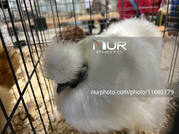 Various prize-winning poultry birds are displayed during the poultry bird competition at the 180th annual Markham Fall Fair in Markham, Onta...