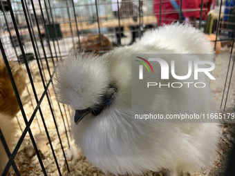 Various prize-winning poultry birds are displayed during the poultry bird competition at the 180th annual Markham Fall Fair in Markham, Onta...