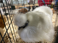 Various prize-winning poultry birds are displayed during the poultry bird competition at the 180th annual Markham Fall Fair in Markham, Onta...