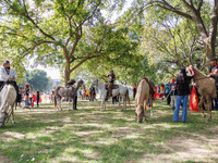 Members of the Muwekma Ohlone Tribe of the San Francisco Bay Area, along with other tribal groups and their supporters, arrive on horseback...