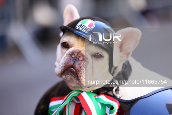 A woman rides an Italian scooter with her dog Rosie on the back up 5th Avenue in the Columbus Day Parade in New York City, United States, on...