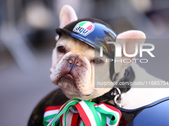 A woman rides an Italian scooter with her dog Rosie on the back up 5th Avenue in the Columbus Day Parade in New York City, United States, on...