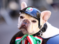 A woman rides an Italian scooter with her dog Rosie on the back up 5th Avenue in the Columbus Day Parade in New York City, United States, on...