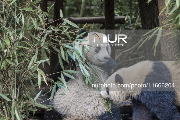 A giant panda eats fresh bamboo at the Chengdu Research Base of Giant Panda Breeding in Chengdu, China, on October 14, 2024. 