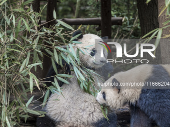 A giant panda eats fresh bamboo at the Chengdu Research Base of Giant Panda Breeding in Chengdu, China, on October 14, 2024. (