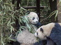 A giant panda eats fresh bamboo at the Chengdu Research Base of Giant Panda Breeding in Chengdu, China, on October 14, 2024. (