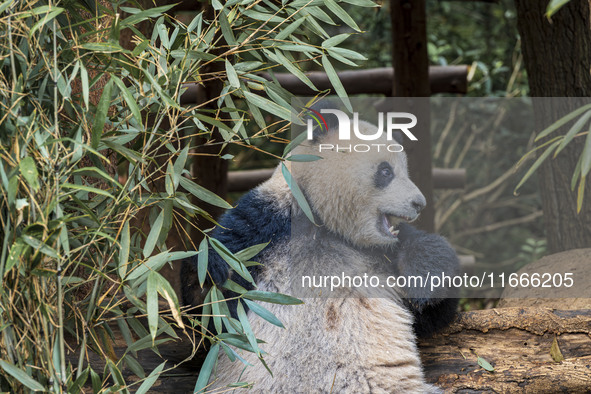 A giant panda eats fresh bamboo at the Chengdu Research Base of Giant Panda Breeding in Chengdu, China, on October 14, 2024. 