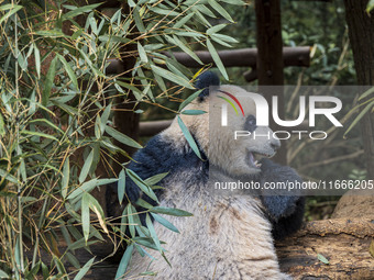 A giant panda eats fresh bamboo at the Chengdu Research Base of Giant Panda Breeding in Chengdu, China, on October 14, 2024. (