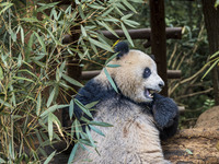 A giant panda eats fresh bamboo at the Chengdu Research Base of Giant Panda Breeding in Chengdu, China, on October 14, 2024. (