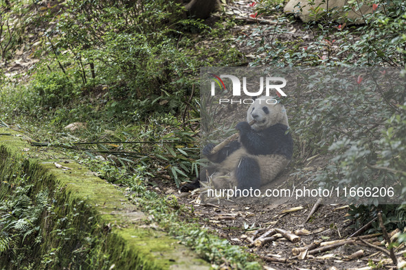 A giant panda eats fresh bamboo at the Chengdu Research Base of Giant Panda Breeding in Chengdu, China, on October 14, 2024. 