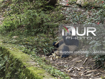 A giant panda eats fresh bamboo at the Chengdu Research Base of Giant Panda Breeding in Chengdu, China, on October 14, 2024. (