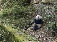 A giant panda eats fresh bamboo at the Chengdu Research Base of Giant Panda Breeding in Chengdu, China, on October 14, 2024. (