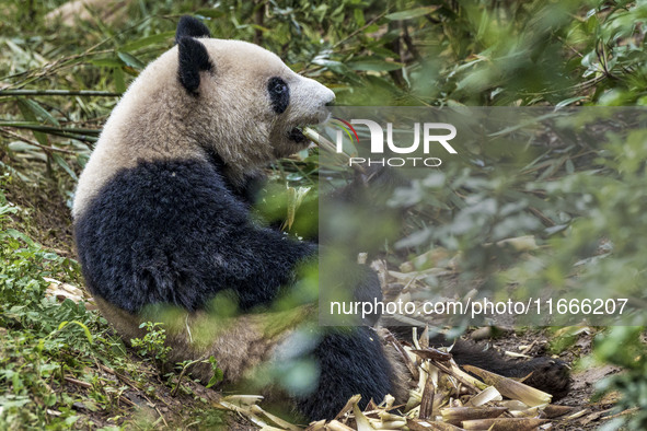 A giant panda eats fresh bamboo at the Chengdu Research Base of Giant Panda Breeding in Chengdu, China, on October 14, 2024. 