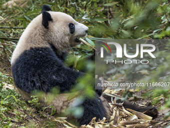 A giant panda eats fresh bamboo at the Chengdu Research Base of Giant Panda Breeding in Chengdu, China, on October 14, 2024. (