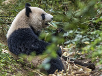 A giant panda eats fresh bamboo at the Chengdu Research Base of Giant Panda Breeding in Chengdu, China, on October 14, 2024. (