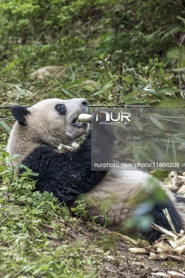 A giant panda eats fresh bamboo at the Chengdu Research Base of Giant Panda Breeding in Chengdu, China, on October 14, 2024. 