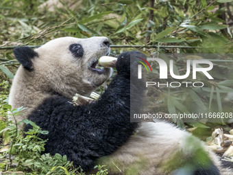 A giant panda eats fresh bamboo at the Chengdu Research Base of Giant Panda Breeding in Chengdu, China, on October 14, 2024. (