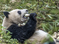 A giant panda eats fresh bamboo at the Chengdu Research Base of Giant Panda Breeding in Chengdu, China, on October 14, 2024. (