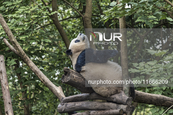 A giant panda eats fresh bamboo at the Chengdu Research Base of Giant Panda Breeding in Chengdu, China, on October 14, 2024. 