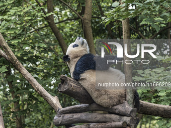 A giant panda eats fresh bamboo at the Chengdu Research Base of Giant Panda Breeding in Chengdu, China, on October 14, 2024. (