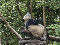 A giant panda eats fresh bamboo at the Chengdu Research Base of Giant Panda Breeding in Chengdu, China, on October 14, 2024. (