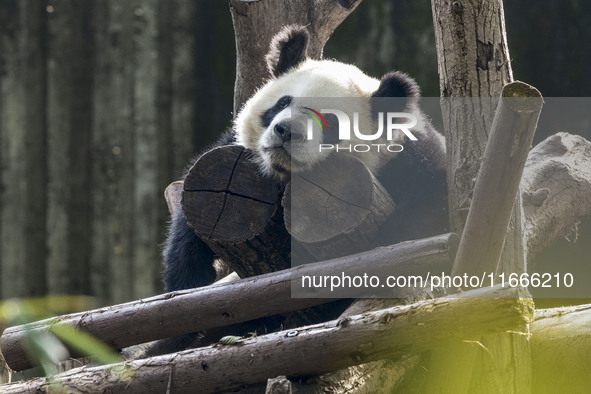 A giant panda eats fresh bamboo at the Chengdu Research Base of Giant Panda Breeding in Chengdu, China, on October 14, 2024. 