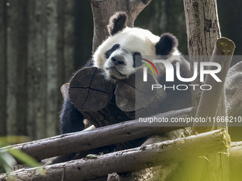 A giant panda eats fresh bamboo at the Chengdu Research Base of Giant Panda Breeding in Chengdu, China, on October 14, 2024. (