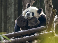 A giant panda eats fresh bamboo at the Chengdu Research Base of Giant Panda Breeding in Chengdu, China, on October 14, 2024. (