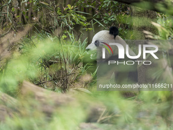 A giant panda eats fresh bamboo at the Chengdu Research Base of Giant Panda Breeding in Chengdu, China, on October 14, 2024. (