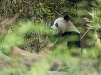 A giant panda eats fresh bamboo at the Chengdu Research Base of Giant Panda Breeding in Chengdu, China, on October 14, 2024. (