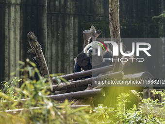 A giant panda eats fresh bamboo at the Chengdu Research Base of Giant Panda Breeding in Chengdu, China, on October 14, 2024. (